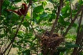 Male cardinal feeding hungry baby chicks in the birds nest, Cardinalis cardinalis Royalty Free Stock Photo