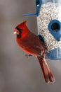 Male Cardinal Royalty Free Stock Photo