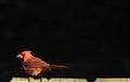 Male Cardinal on the fence Royalty Free Stock Photo