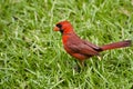 Male Cardinal in Grass