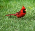 Male Cardinal in the Grass