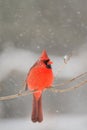 Male cardinal in heavy snow Royalty Free Stock Photo