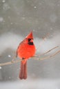 Male cardinal in heavy snow Royalty Free Stock Photo