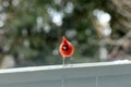 Red Male Cardinal landing on the deck. Royalty Free Stock Photo