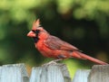 Male Cardinal Molts on fence Royalty Free Stock Photo