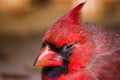 Male Cardinal, Outdoor Macro Photo