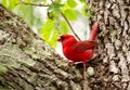 A male cardinal perched on a hardwood tree.