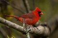 Male cardinal Royalty Free Stock Photo