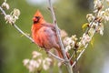 Red Male Cardinal perched in a tree