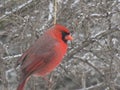 Male Cardinal Perched in a Tree in Winter Royalty Free Stock Photo