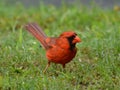 Male cardinal Royalty Free Stock Photo