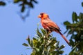 Male Cardinal resting on a tree branch