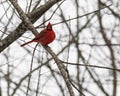 Male Cardinal Singing on Tree Limb Royalty Free Stock Photo