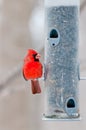 Male cardinal sits on bird feeder