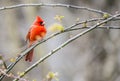 A male Cardinal sits on a branch.