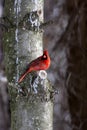 Male cardinal Royalty Free Stock Photo