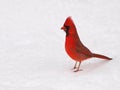 Male cardinal in snow Royalty Free Stock Photo