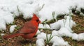 Male Cardinal in Snow Royalty Free Stock Photo