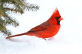 Male Cardinal In Snow Royalty Free Stock Photo