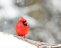 Male Cardinal In The Snow Royalty Free Stock Photo