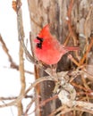 Male Cardinal In The Snow Royalty Free Stock Photo