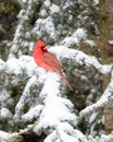 Male Cardinal In The Snow Royalty Free Stock Photo