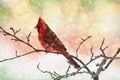 Male Cardinal in Snow Royalty Free Stock Photo