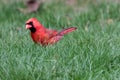 Male Cardinal Southwestern Ontario Canada