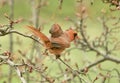 A Male Cardinal Takes Flight Royalty Free Stock Photo