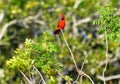 A male cardinal takes a quick look at the photographer while resting on top of a large tree Royalty Free Stock Photo