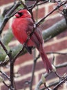 Male Cardinal Waiting for Spring in February Royalty Free Stock Photo