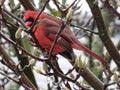 Male Cardinal Waiting for Spring Royalty Free Stock Photo