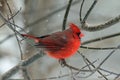 A Male Cardinal in Winter