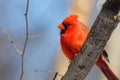 Male Cardinal in the Woods Royalty Free Stock Photo