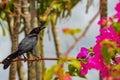 Male Carib Grackle