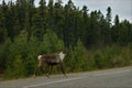 Male caribou crossing the road in Canada