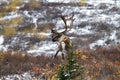Male Caribou Going to the Toilet