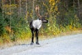 MALE CARIBOU REINDEER WITH ANTLERS ON SIDE OF ROAD IN FALL