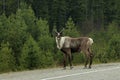 Male caribou staring at me on the road in Canada