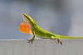 Male Carolina Anole Lizard