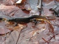 Carpathian Newt - Lissotriton montandoni Royalty Free Stock Photo