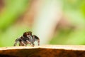 Male Carrhotus viduus jumping spider waiting for someone