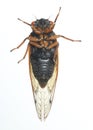 male cassin\'s periodical cicada