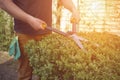 Male in casual clothes is trimming a green bush using hedge shears on his backyard. Gloves in pocket. Worker landscaping