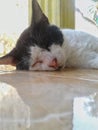 a male cat with a black head and white body lying on the floor of a yellow tiled house terrace