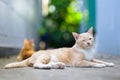 A male cat sits around the house