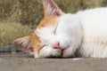 A male cat is sleeping on the floor made of cement