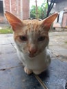 Male cat waiting for food rations in the yard