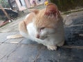 Male cat waiting for food rations in the yard