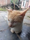 Male cat waiting for food rations in the yard